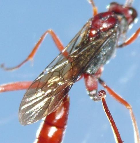 Cryptus speciosus